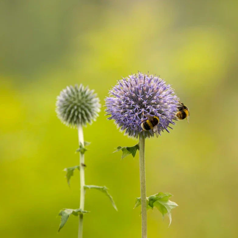 'Veitch's Blue' Globe Thistle | Echinops ritro - Image 3