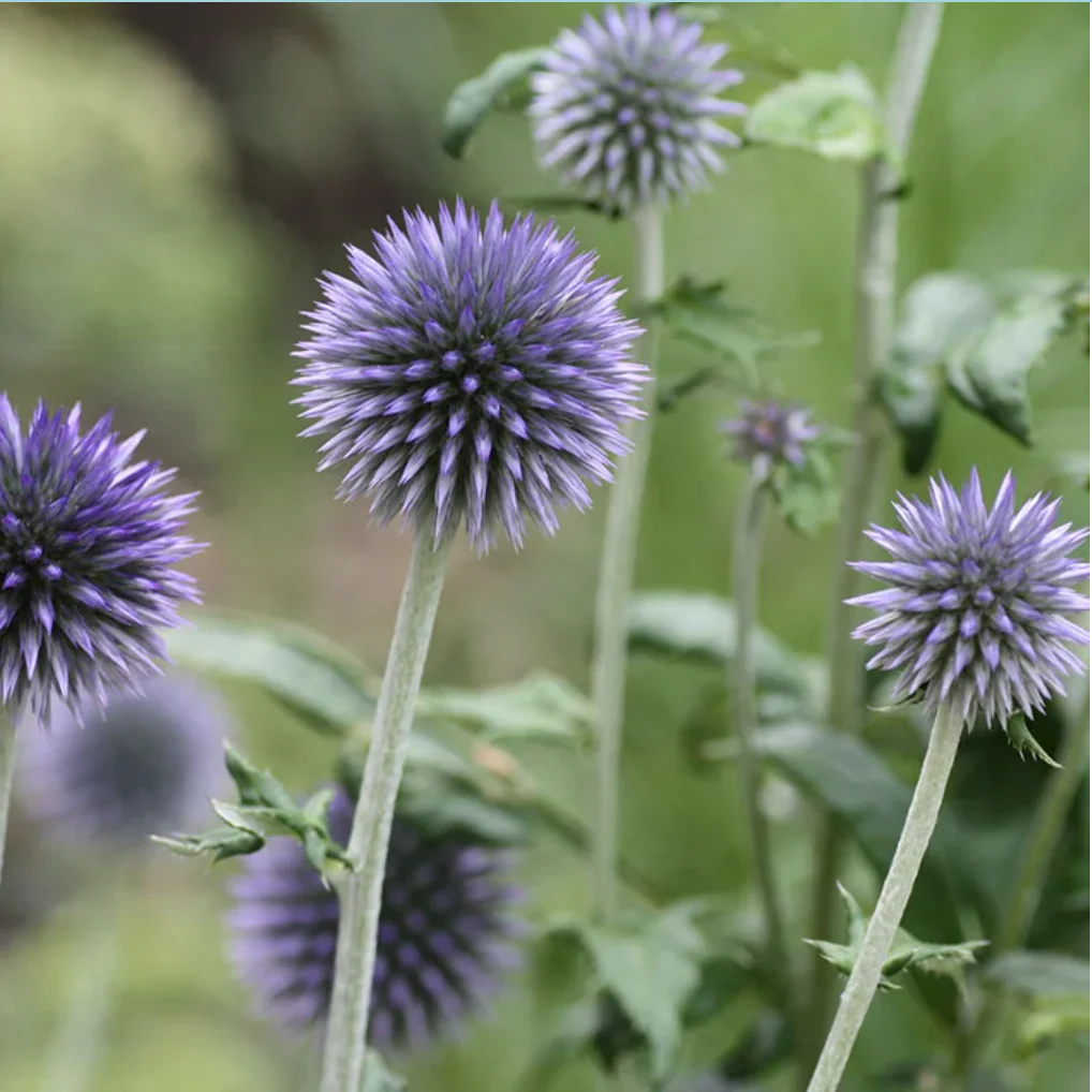 'Veitch's Blue' Globe Thistle | Echinops ritro - Image 4