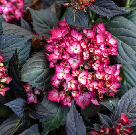 Eclipse® Bigleaf Hydrangea | Hydrangea macrophylla 'Bailmacseven' - Image 12