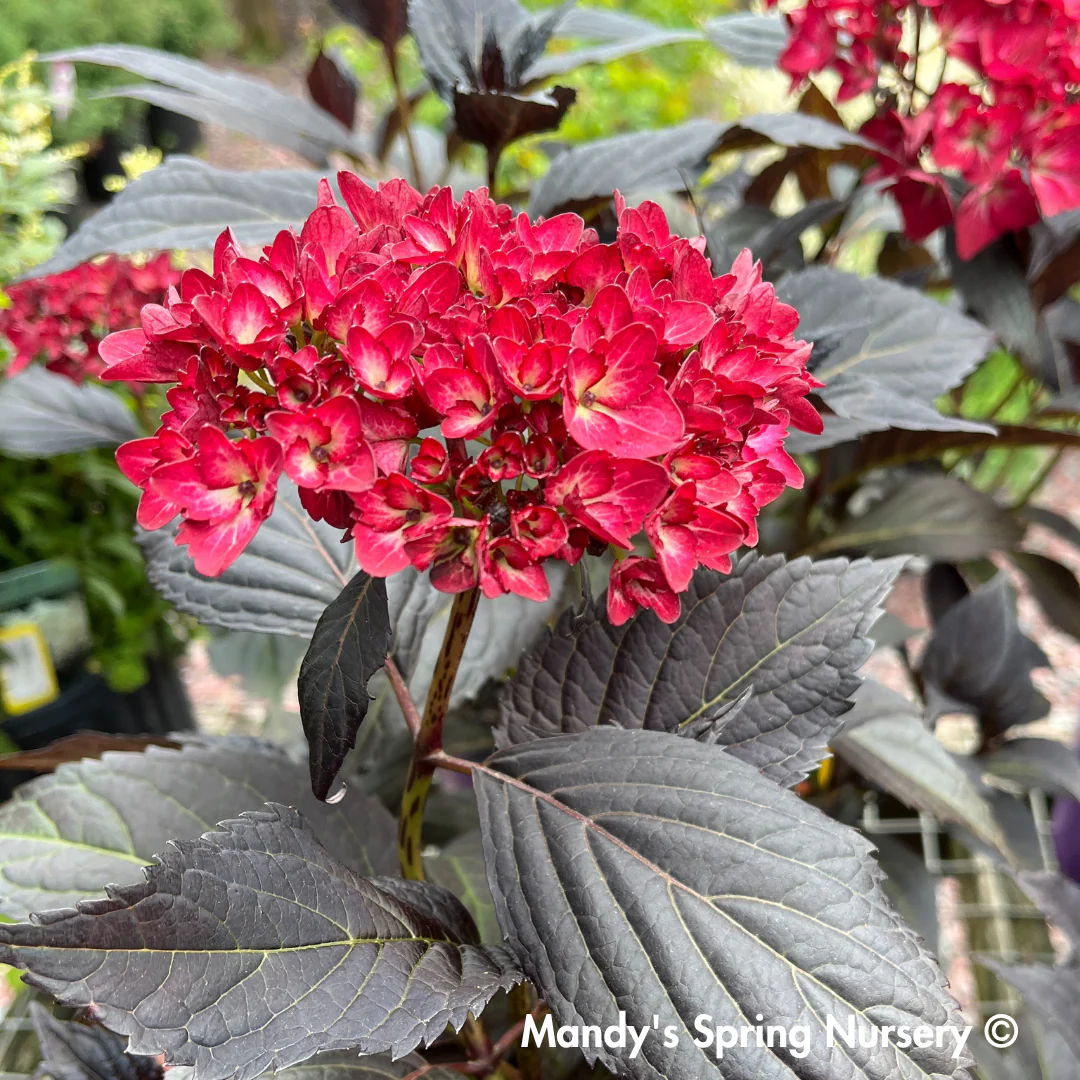 Eclipse® Bigleaf Hydrangea | Hydrangea macrophylla 'Bailmacseven' - Image 14