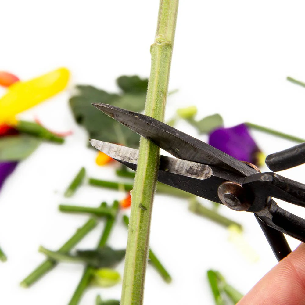 Edward Plant Scissors/ Gardening 
Plant Accessories - Image 2