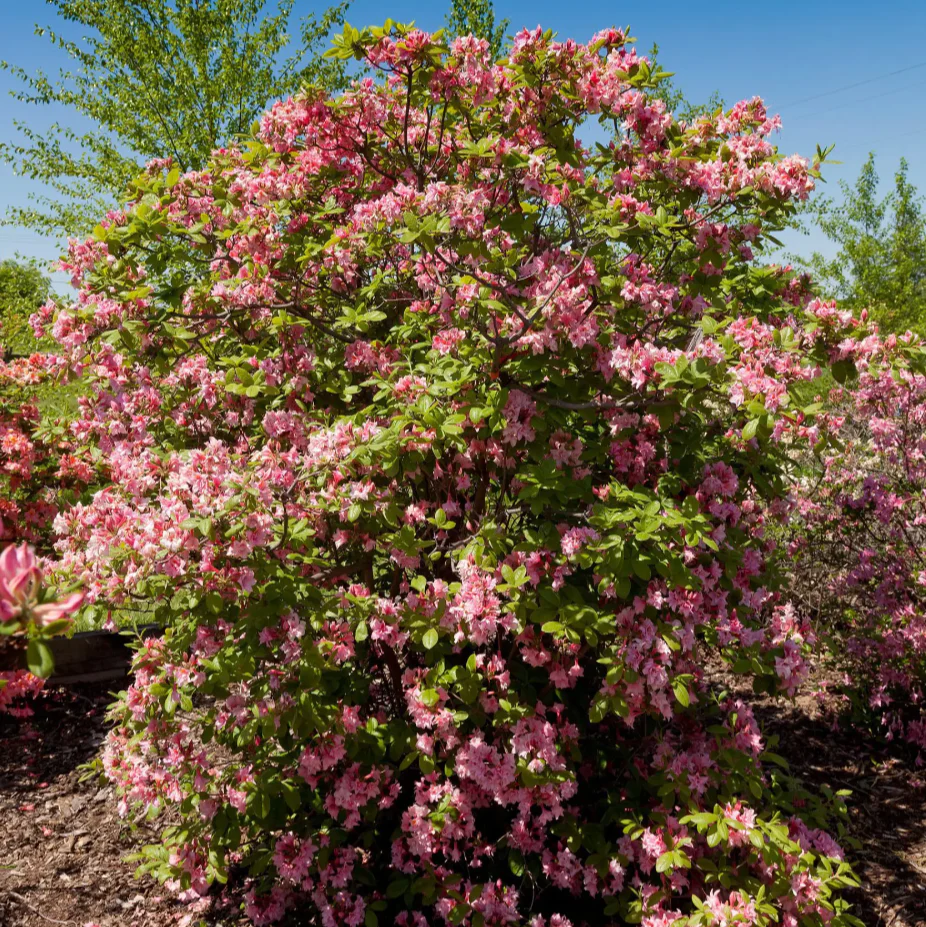 Electric Lights™ Double Pink Azalea | Rhododendron 'UMNAZ 493' - Image 2