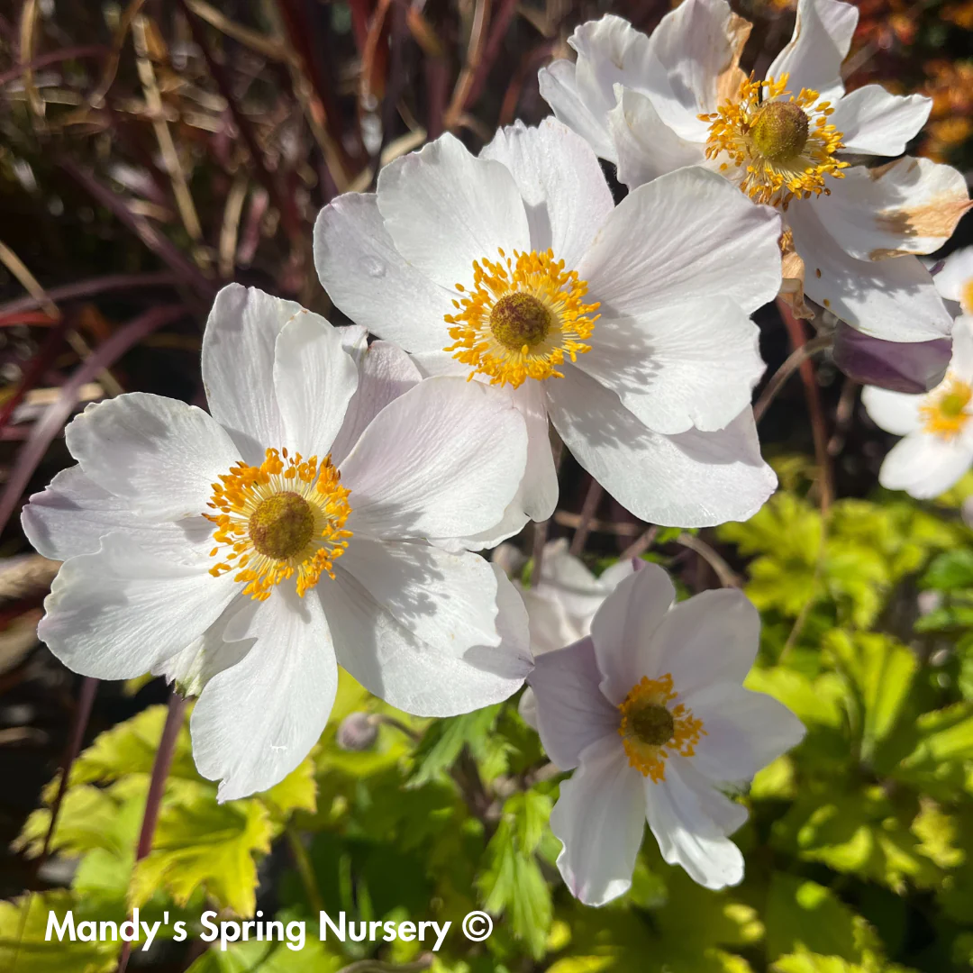 'Elfin Swan' Anemone | Anemone Sylvestris - Image 2