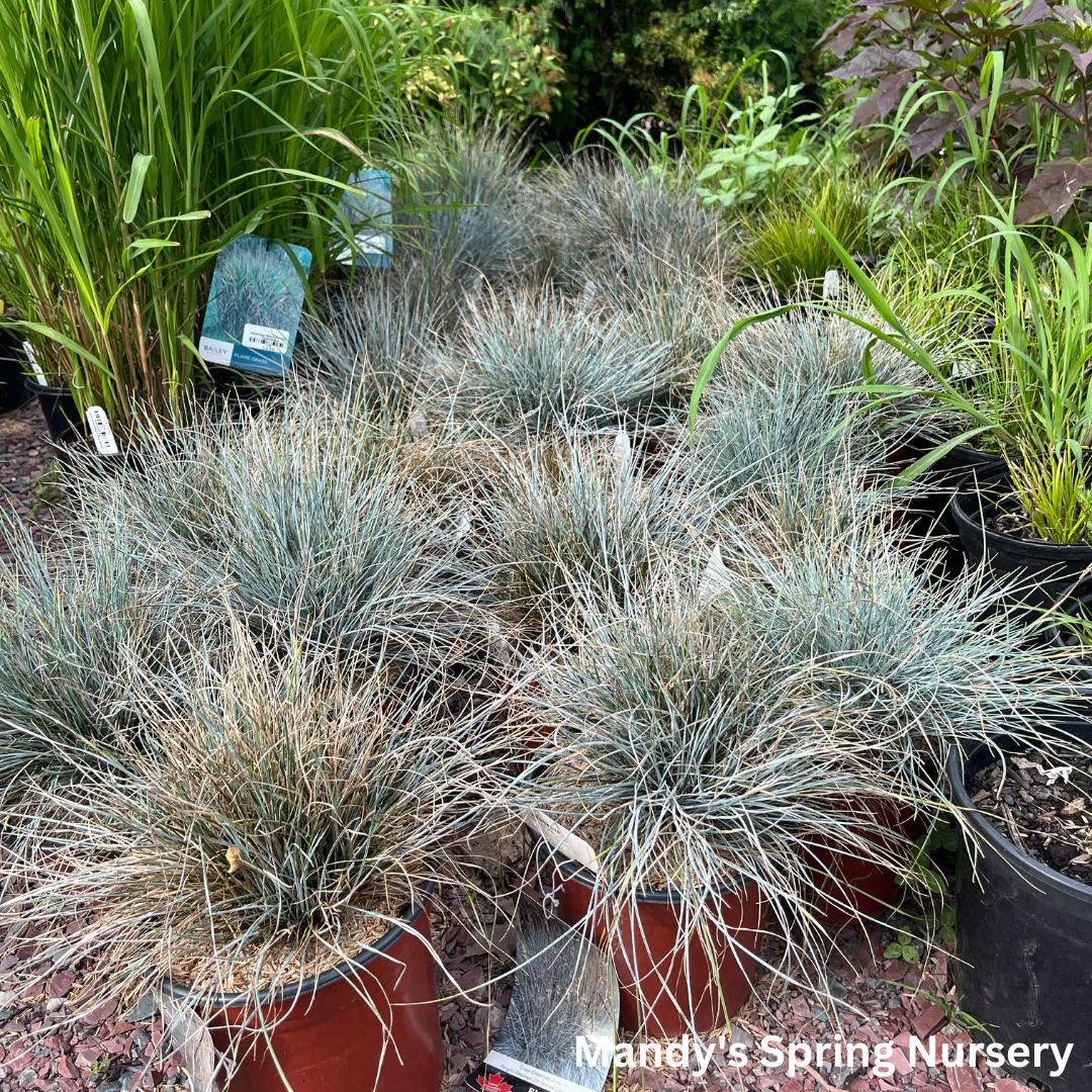 Elijah Blue Fescue Grass | Festuca glauca - Image 3