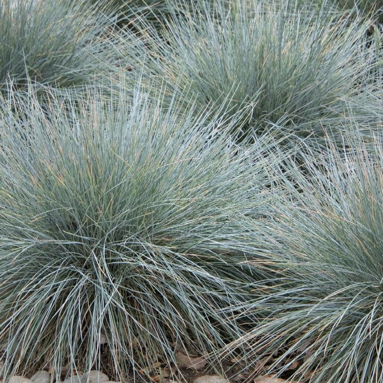 Elijah Blue Fescue Grass | Festuca glauca - Image 4