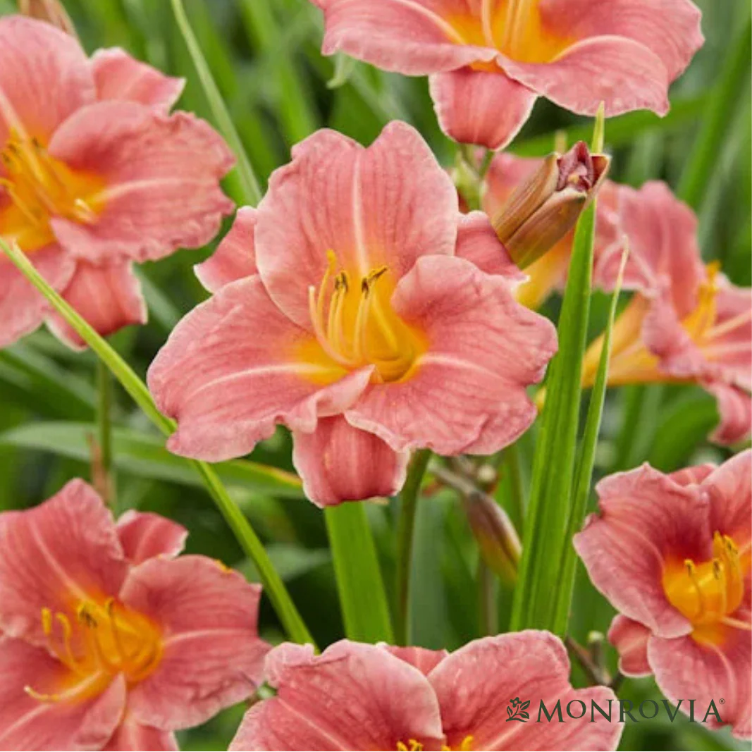 'Endlessly® Coral' Reblooming Daylily | Hemerocallis - Image 2