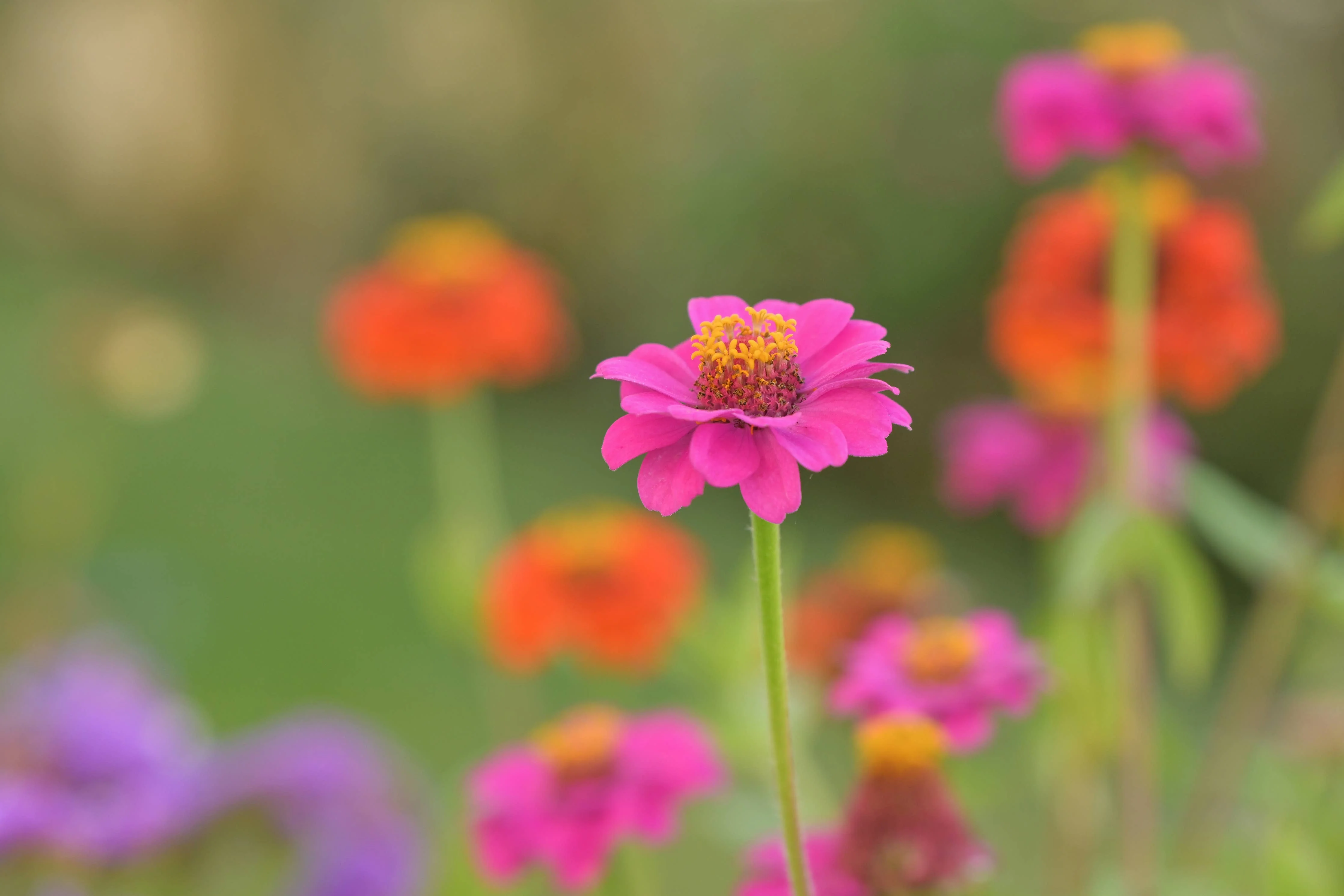 Essential | Happy Birthday Flower Garden | Best Seller - Image 4