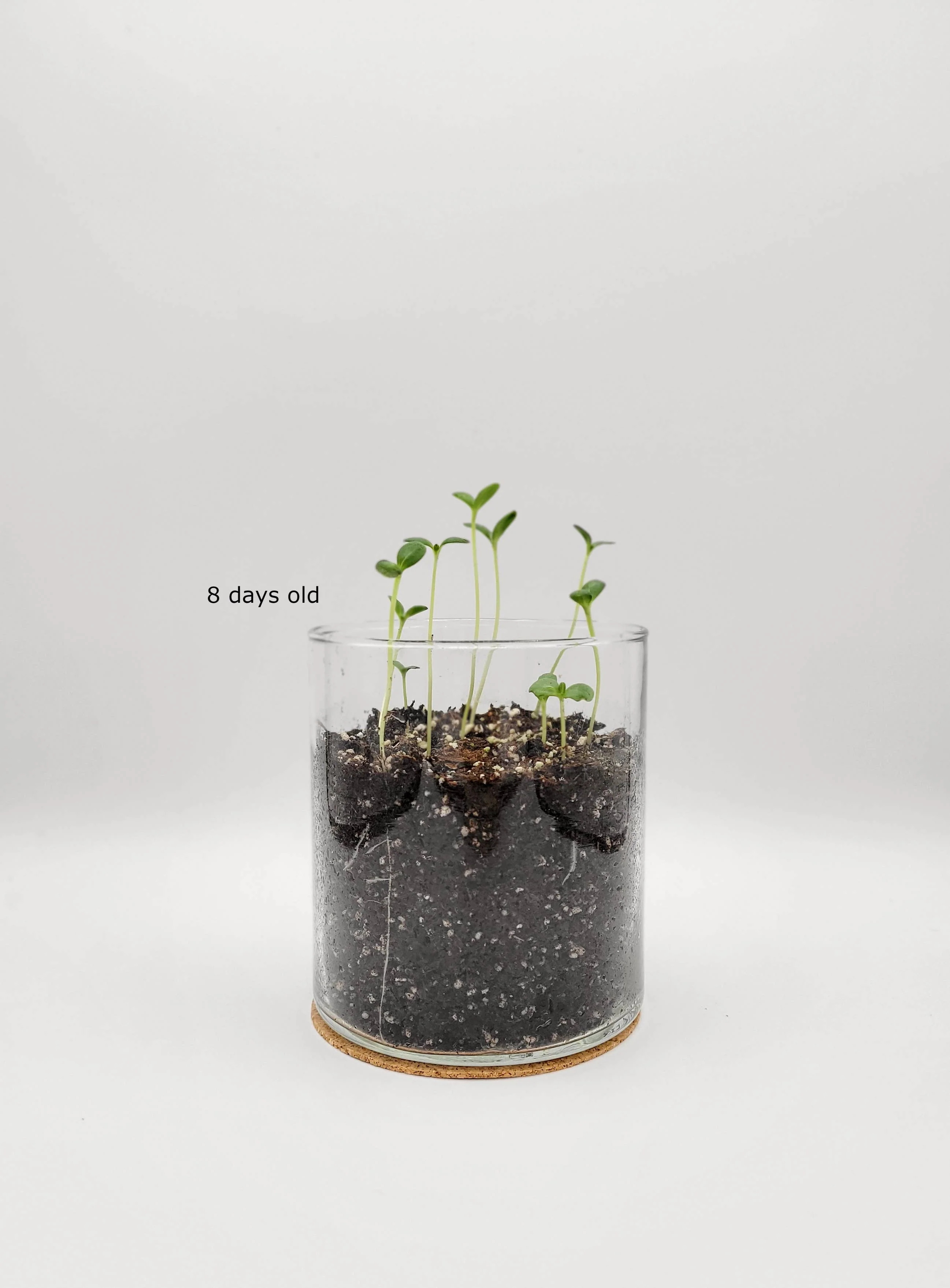 Essential | Happy Birthday Flower Garden | Best Seller - Image 6