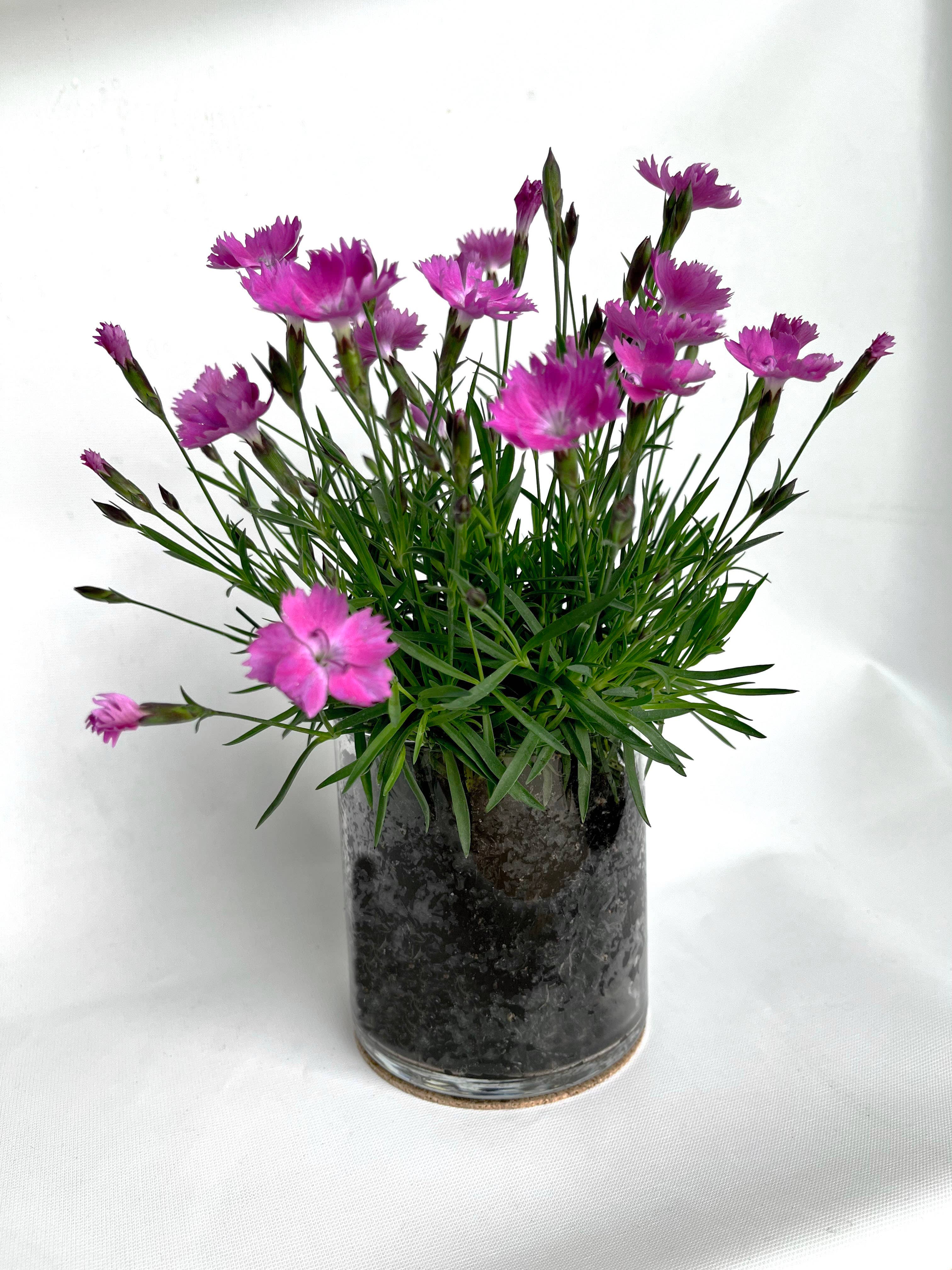 Essential Love | Pinks | Three-Season Floral Gift - Image 3