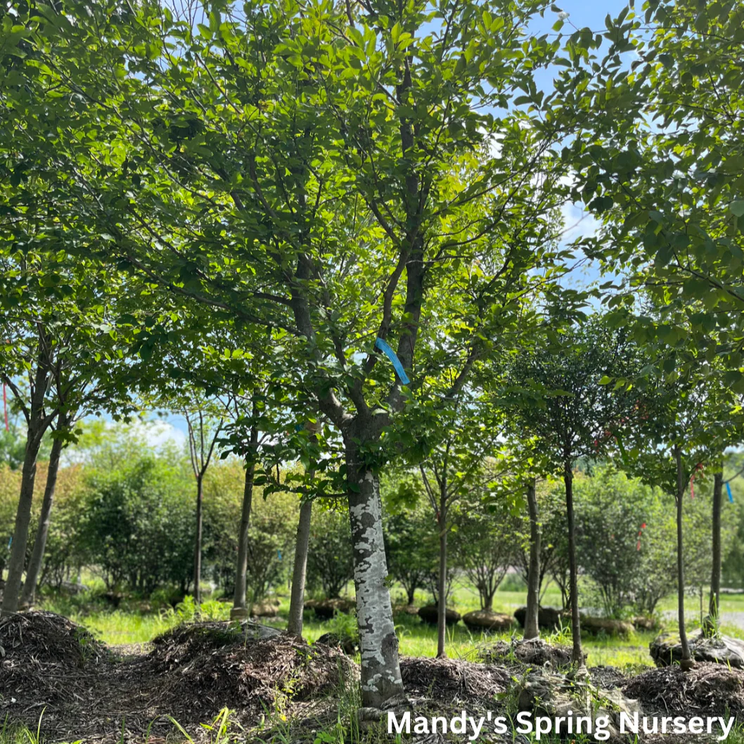 European Hornbeam | Carpinus betulus - Image 2