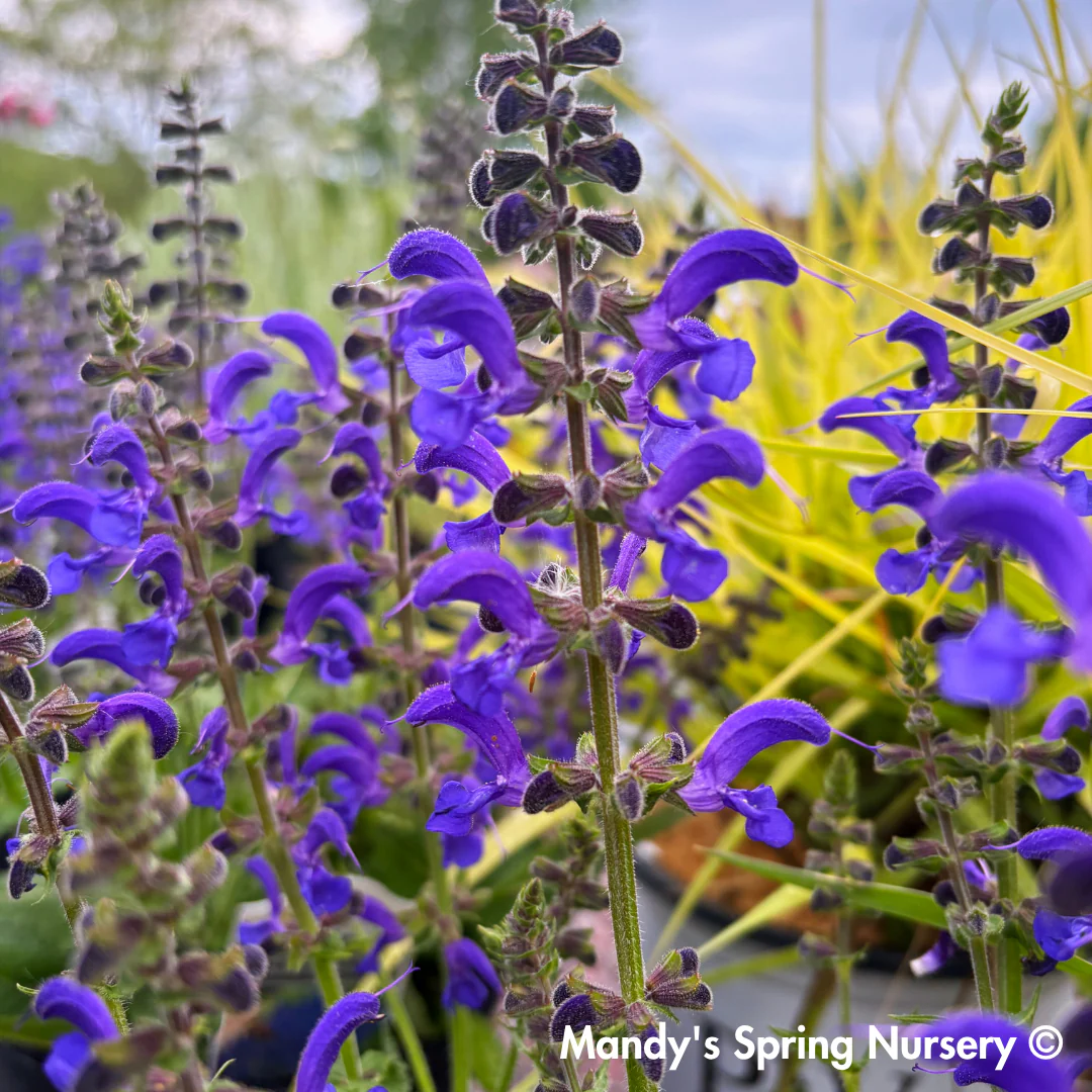 'Evening Attire' Salvia | Salvia nemorosa