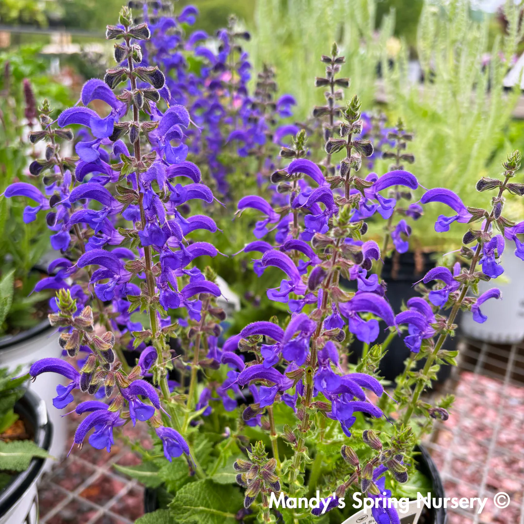 'Evening Attire' Salvia | Salvia nemorosa - Image 3