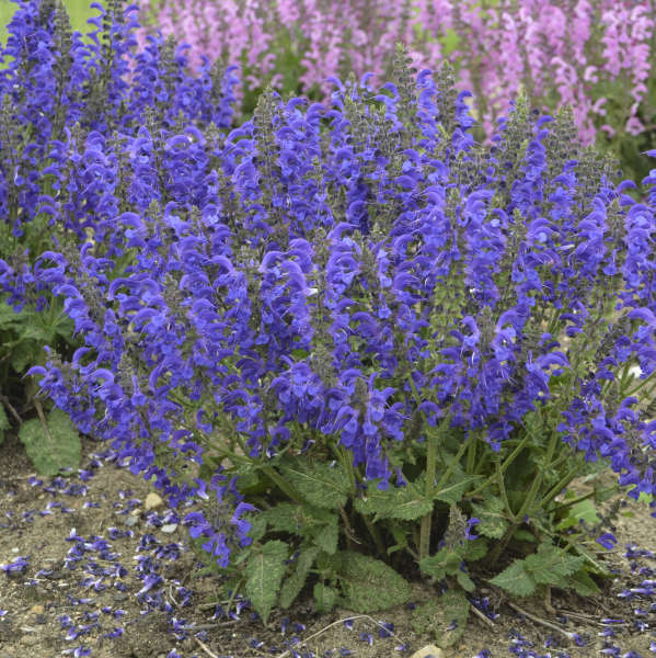 'Evening Attire' Salvia | Salvia nemorosa - Image 4