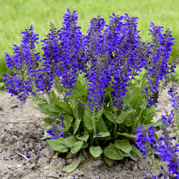 'Evening Attire' Salvia | Salvia nemorosa - Image 5