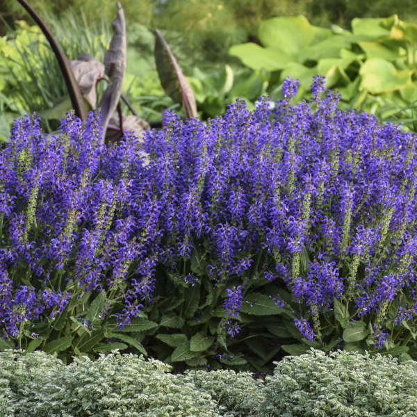 'Evening Attire' Salvia | Salvia nemorosa - Image 6