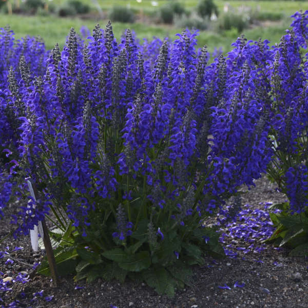 'Evening Attire' Salvia | Salvia nemorosa - Image 7