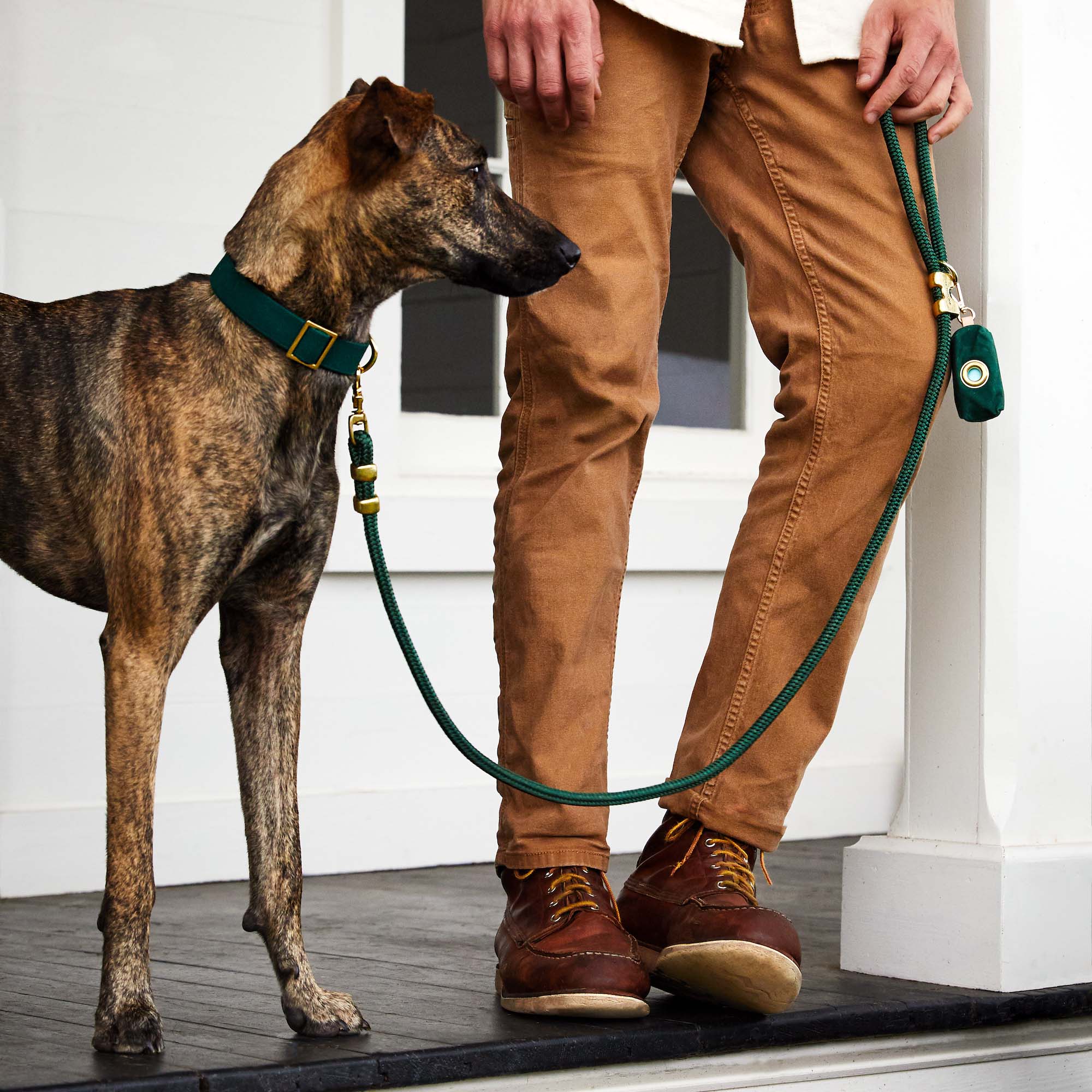 Evergreen Dog Collar - Image 4