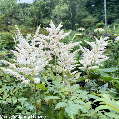 Deutschland Astilbe | Astilbe japonica - Image 4