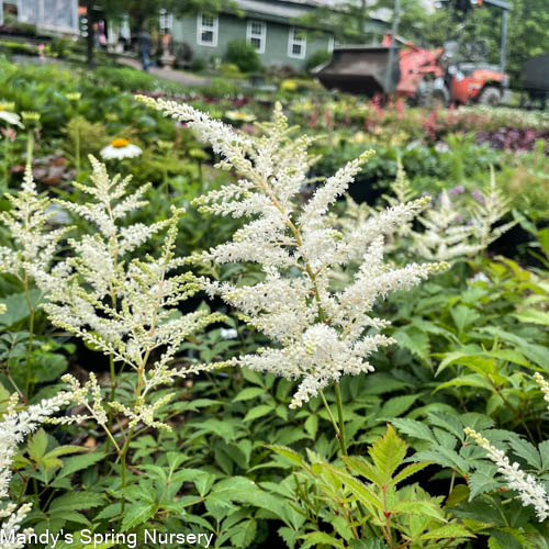 Deutschland Astilbe | Astilbe japonica - Image 5