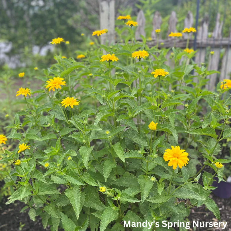 Summer Sun False Sunflower | Heliopsis helianthoides - Image 3