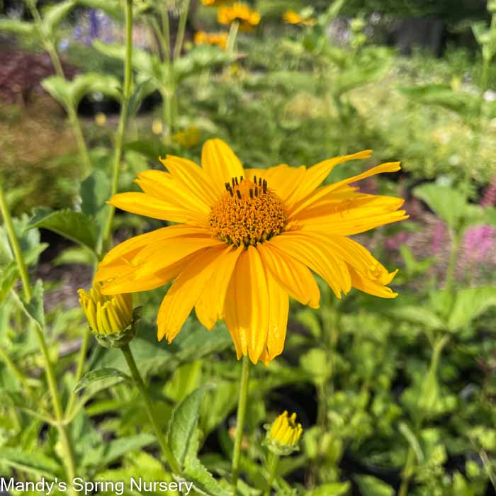 Summer Sun False Sunflower | Heliopsis helianthoides - Image 4