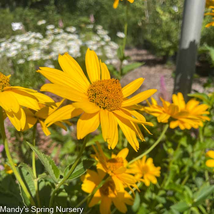 Summer Sun False Sunflower | Heliopsis helianthoides - Image 5