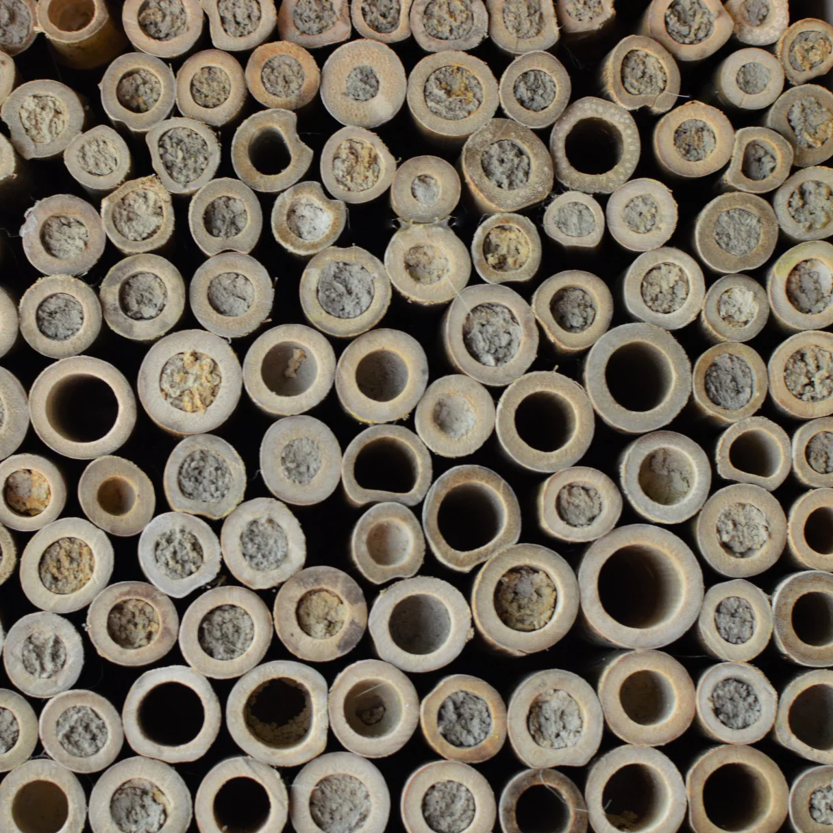 Farmhouse Bee Barn - Save the Native Bees! - Image 3