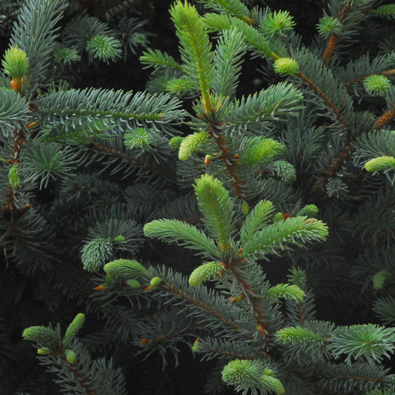 Fat Albert Colorado Blue Spruce | Picea pungens - Image 2