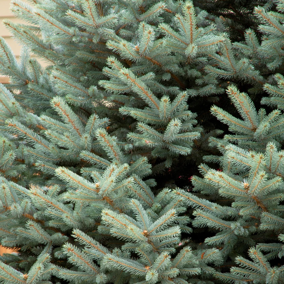 Fat Albert Colorado Blue Spruce | Picea pungens - Image 3