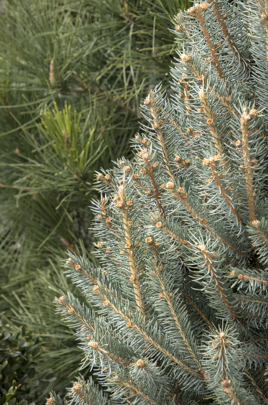 Fat Albert Colorado Blue Spruce | Picea pungens - Image 4