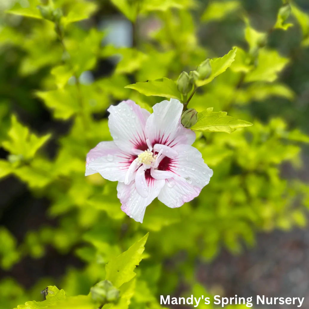 Fiji Rose of Sharon | Hibiscus syriacus - Image 2