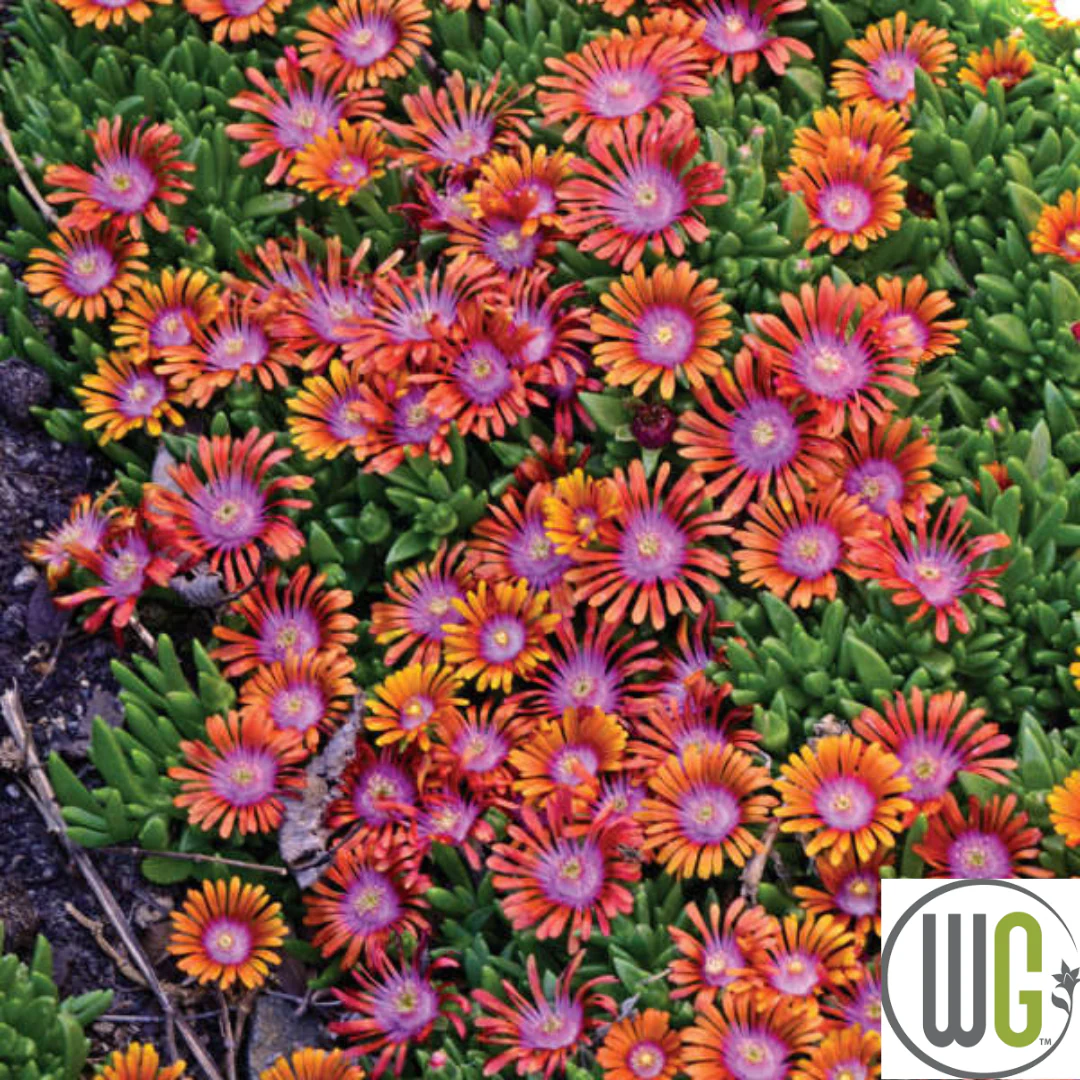 Fire Spinner®' Hardy Ice Plant | Delosperma - Image 3