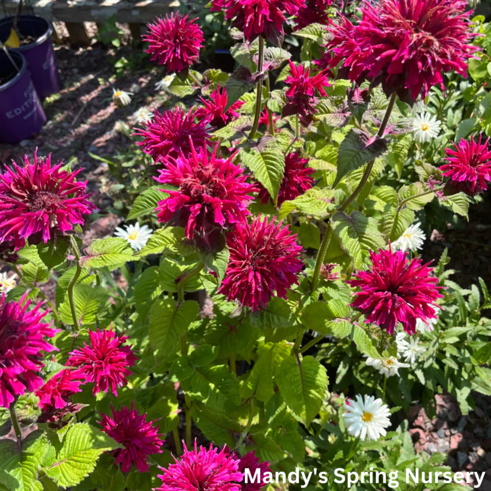 Fireball Bee Balm | Monarda didyma - Image 3