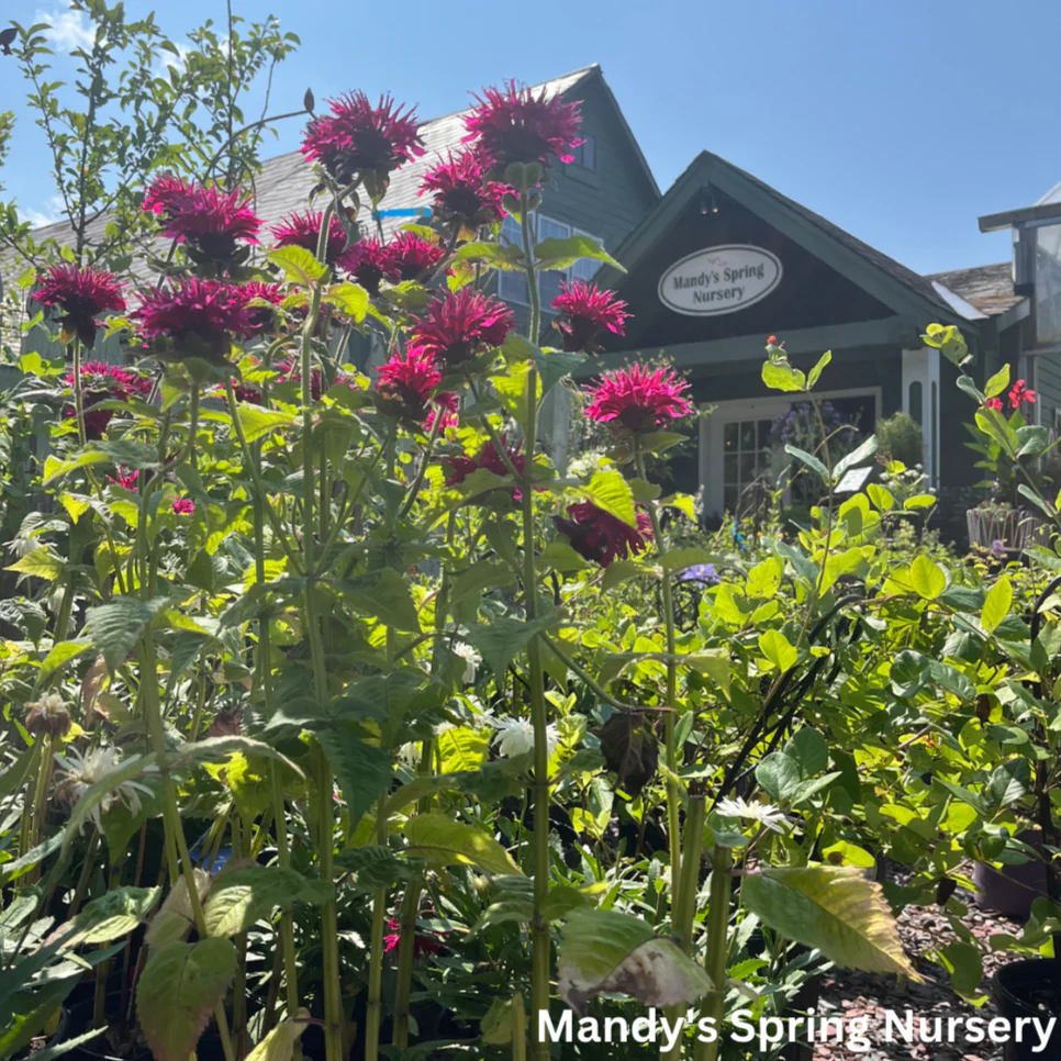 Fireball Bee Balm | Monarda didyma - Image 4