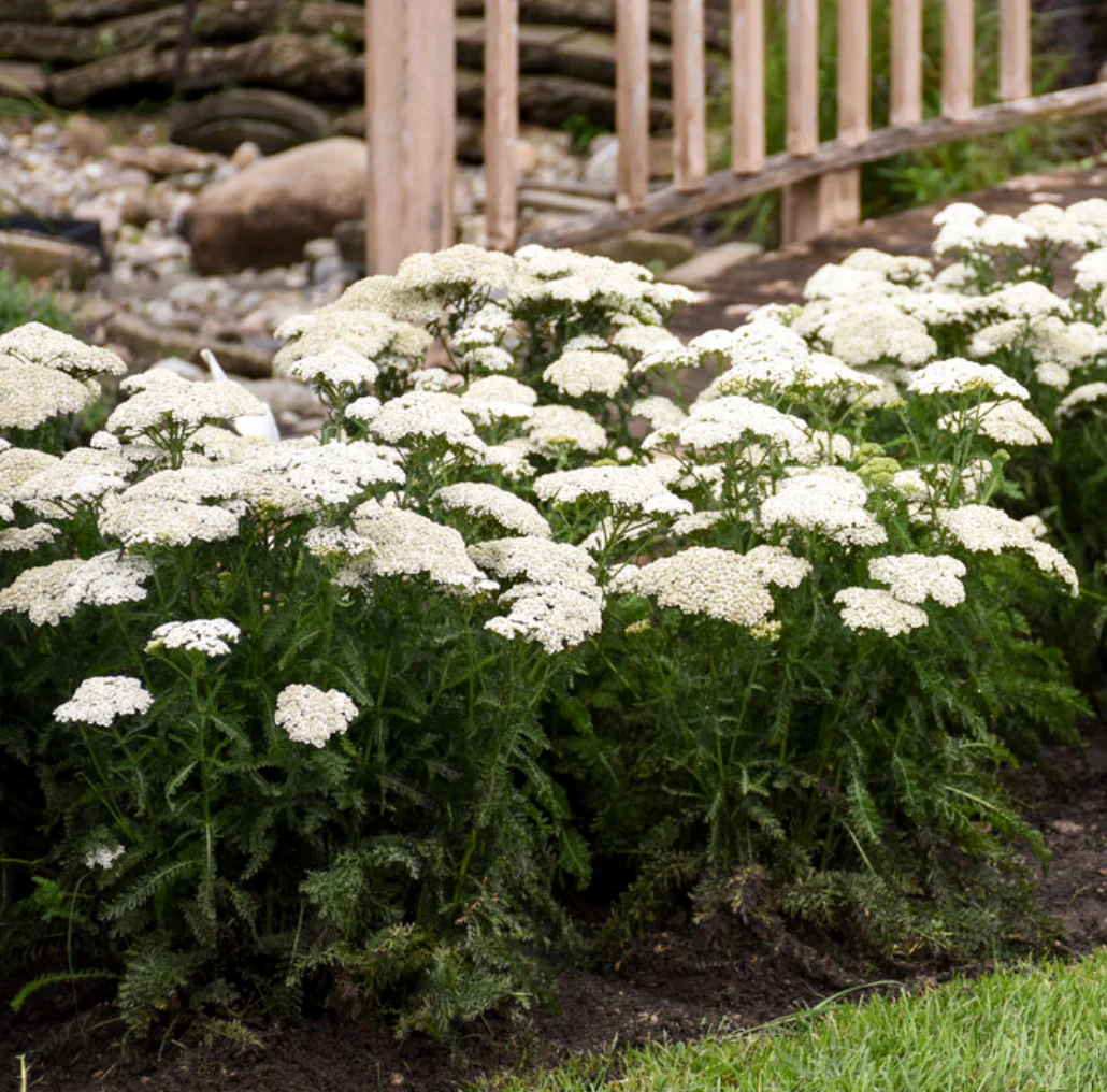 'Firefly Diamond' Yarrow | Achillea hybrid - Image 2