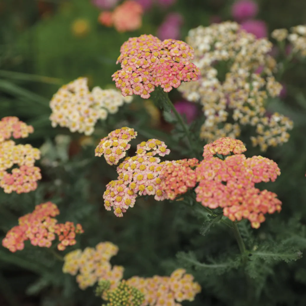 'Firefly Peach Sky' Yarrow | Achillea hybrid - Image 2