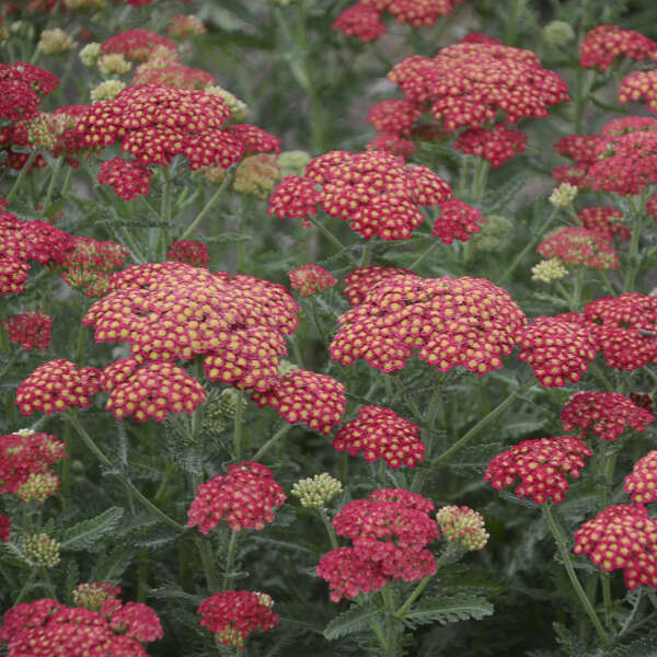 'Firefly Red Pop' Yarrow | Achillea hybrid - Image 2