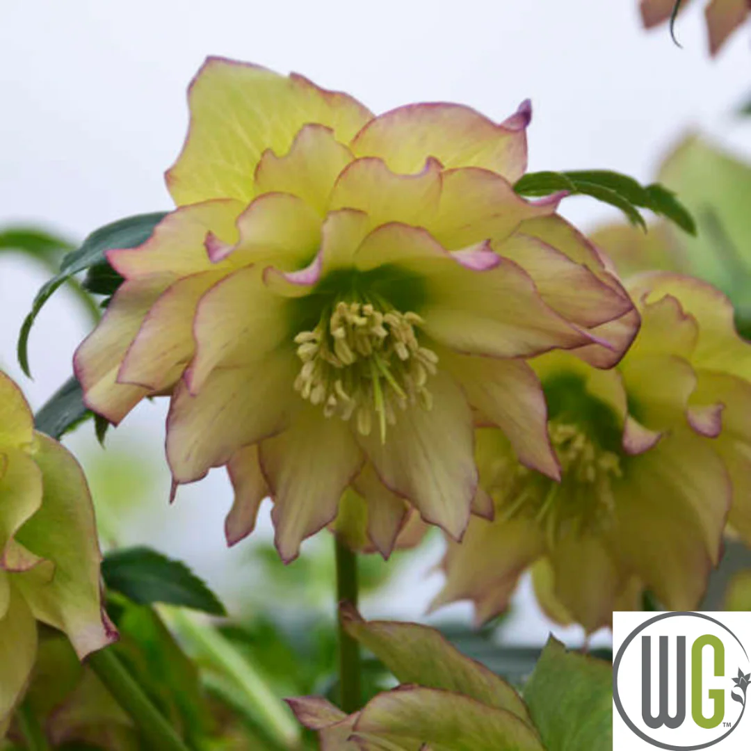 'First Dance' Lenten Rose | Helleborus - Image 3