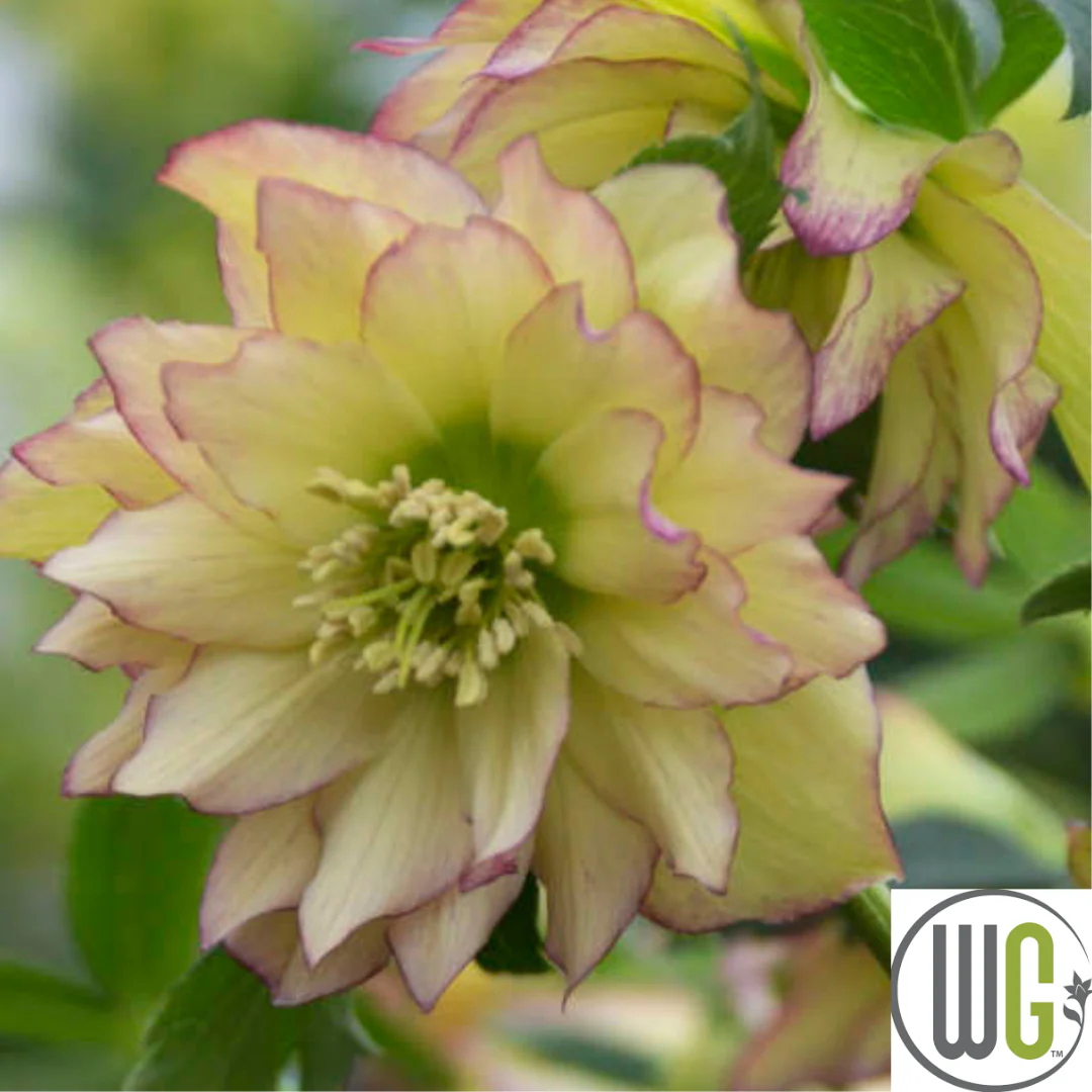 'First Dance' Lenten Rose | Helleborus - Image 4