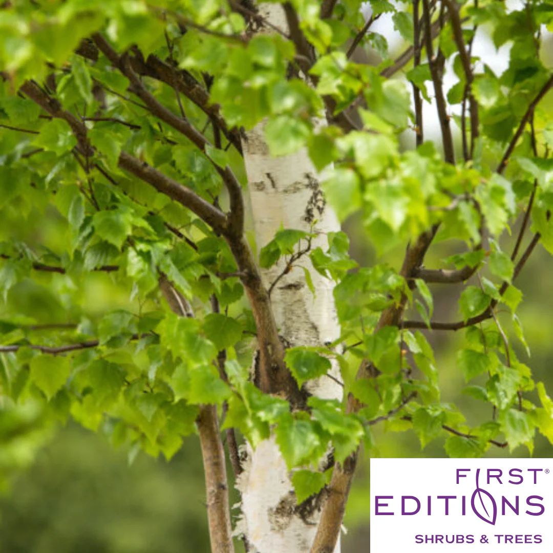 First Editions® Parkland Pillar® Birch | Betula platyphylla 'Jefpark' - Image 3
