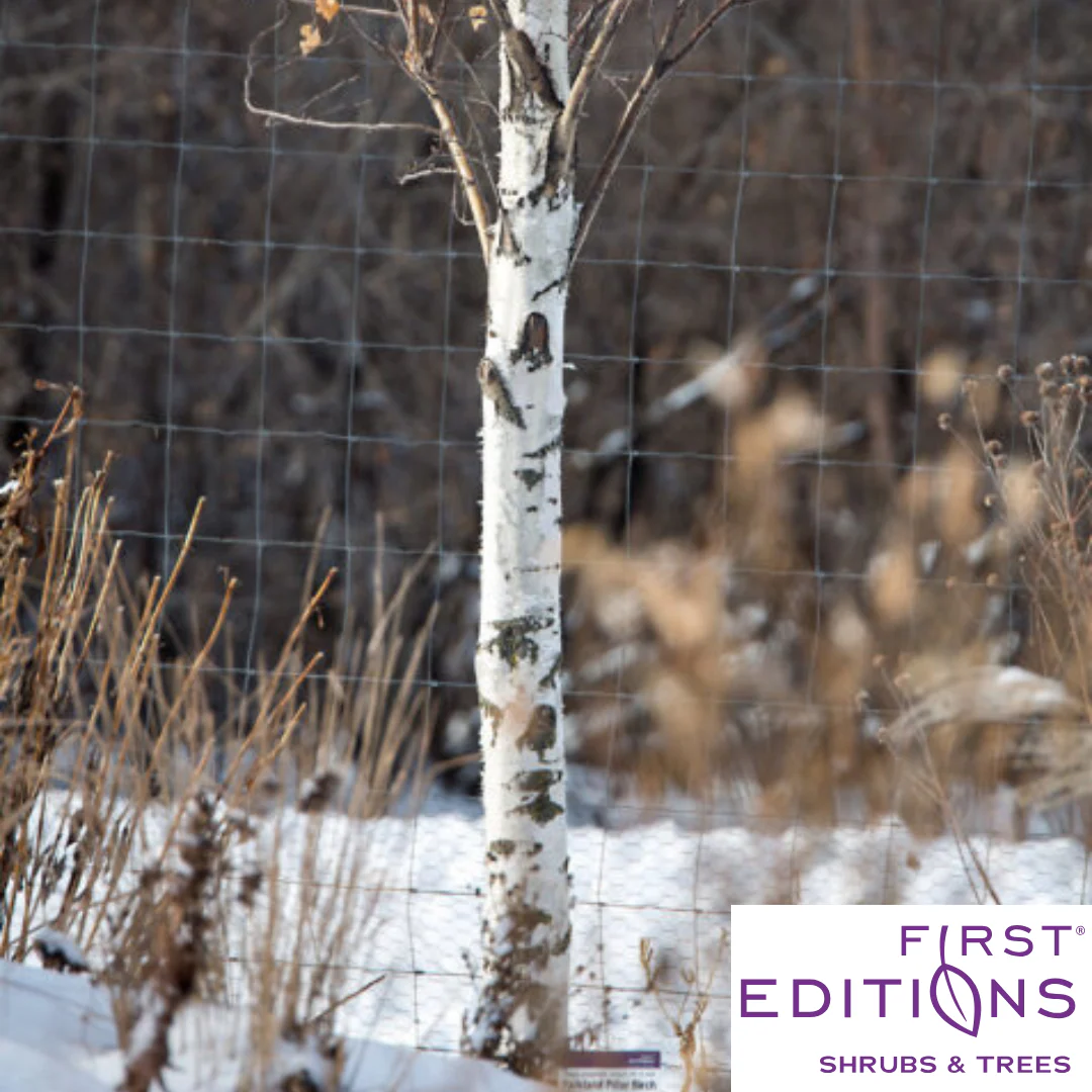 First Editions® Parkland Pillar® Birch | Betula platyphylla 'Jefpark' - Image 4