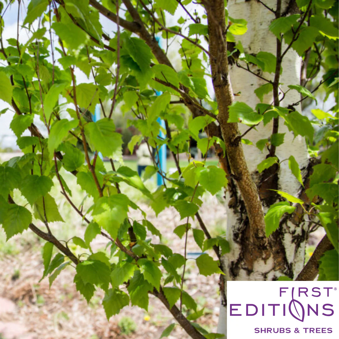 First Editions® Parkland Pillar® Birch | Betula platyphylla 'Jefpark' - Image 5