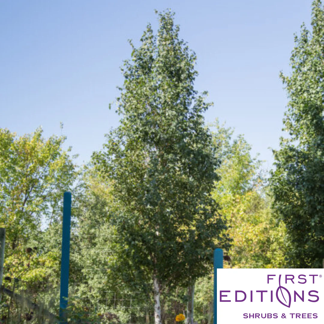 First Editions® Parkland Pillar® Birch | Betula platyphylla 'Jefpark' - Image 6