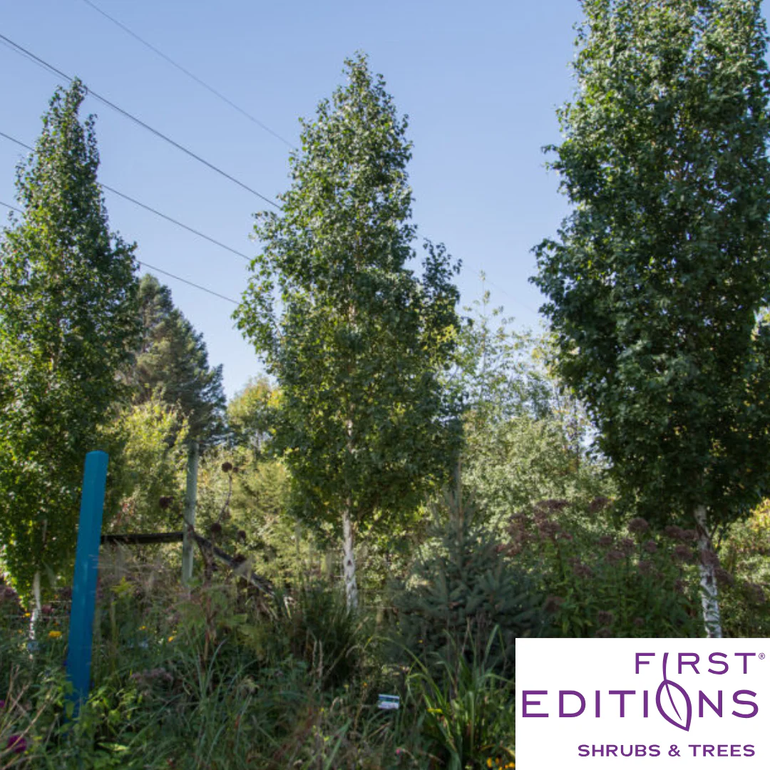 First Editions® Parkland Pillar® Birch | Betula platyphylla 'Jefpark' - Image 7