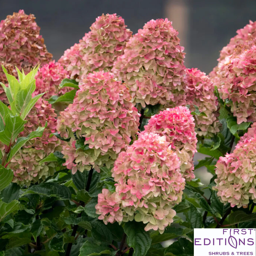 First Editions® Spring Sizzle® Hydrangea | Hydrangea paniculata - Image 3