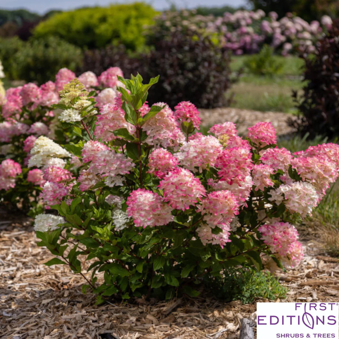 First Editions® Spring Sizzle® Hydrangea | Hydrangea paniculata - Image 5