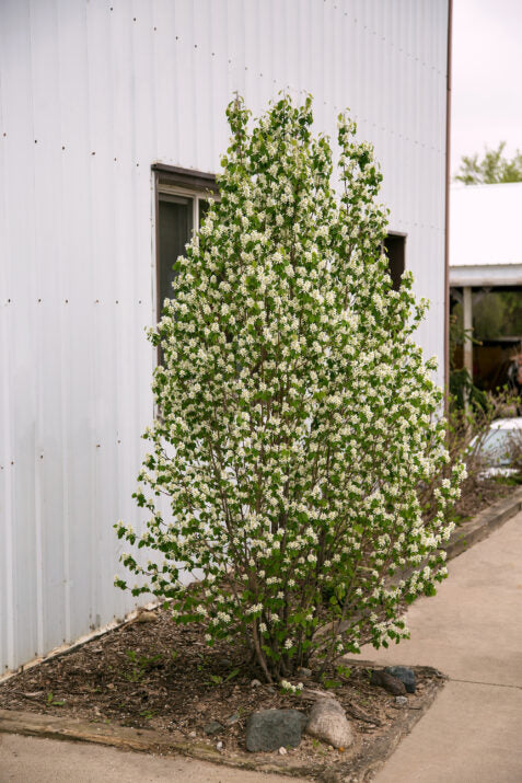 First Editions® Standing Ovation™ Serviceberry | Amelanchier - Image 2