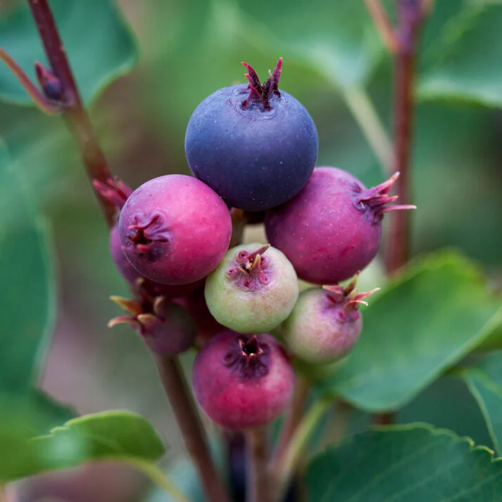 First Editions® Standing Ovation™ Serviceberry | Amelanchier - Image 6