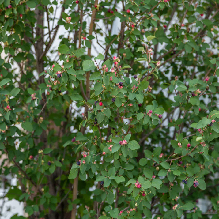 First Editions® Standing Ovation™ Serviceberry | Amelanchier - Image 8