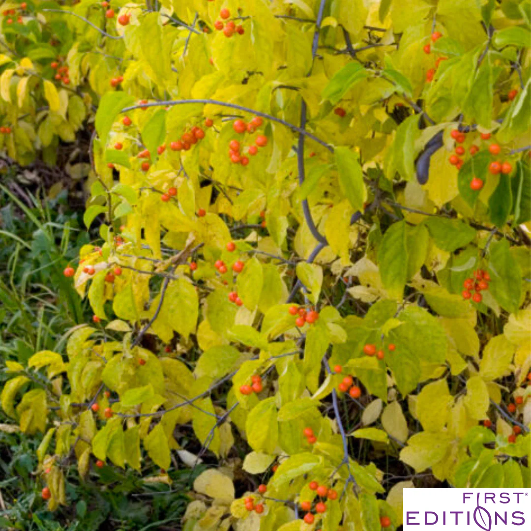 Autumn Revolution Bittersweet | Celastrus scandens 'Bailumn' - Image 4